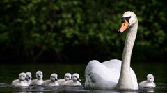 Familie Schwan