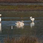 Familie Schwan