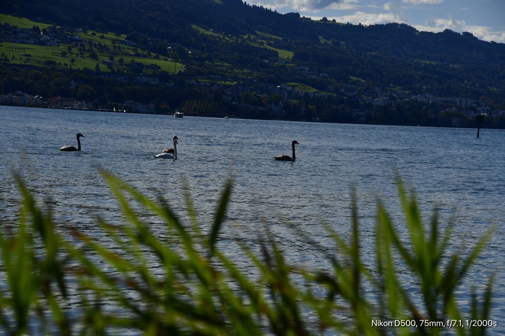 Familie Schwan