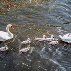 Familie Schwan