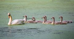 Familie Schwan