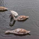 Familie Schwan