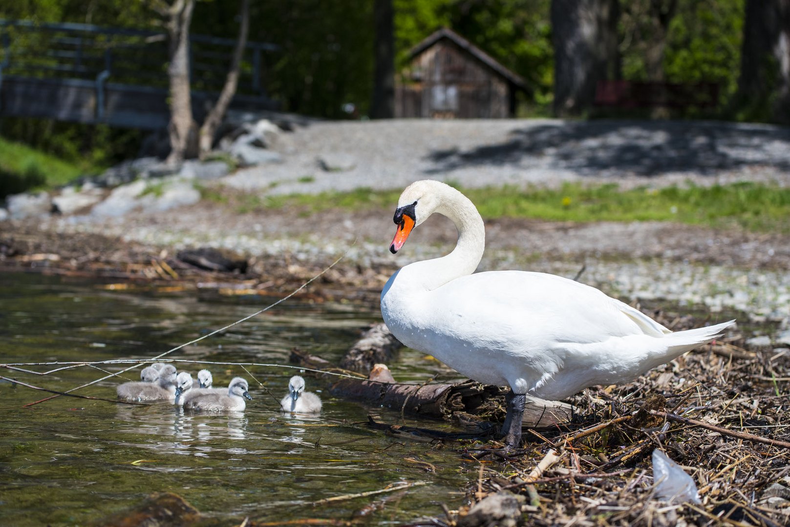 Familie Schwan