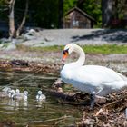 Familie Schwan