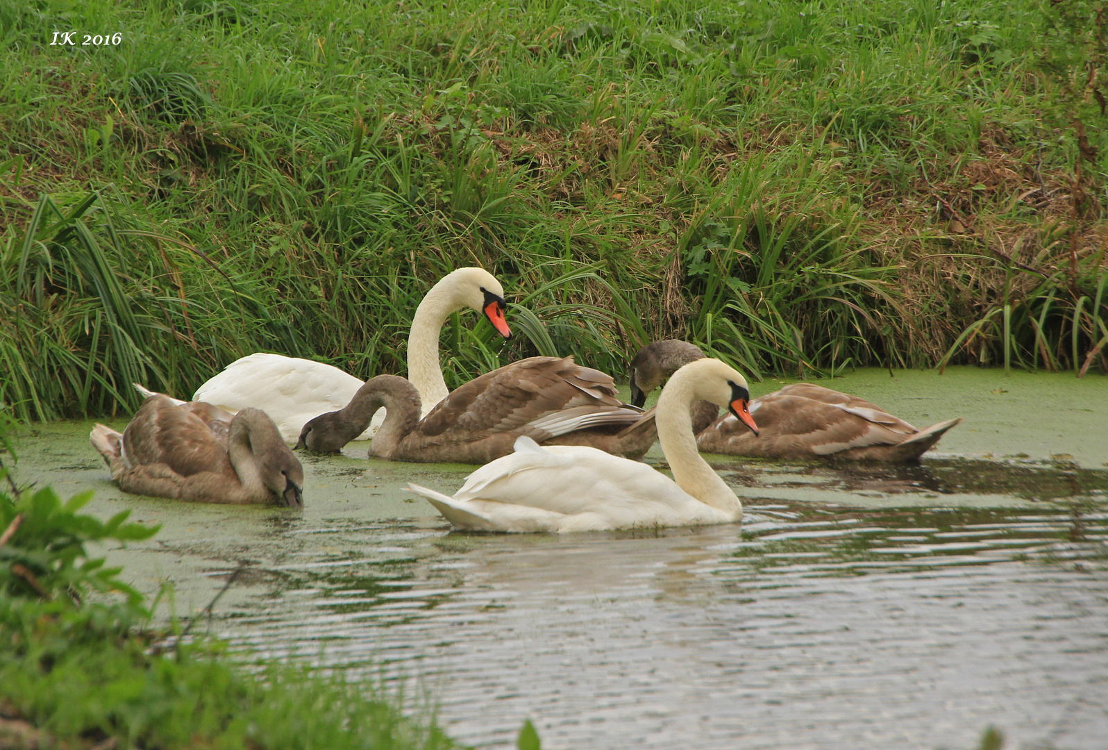 Familie Schwan....