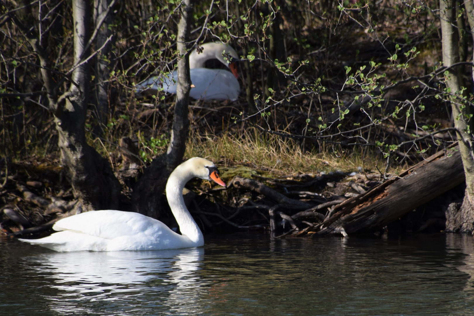 Familie Schwan .......