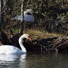 Familie Schwan .......