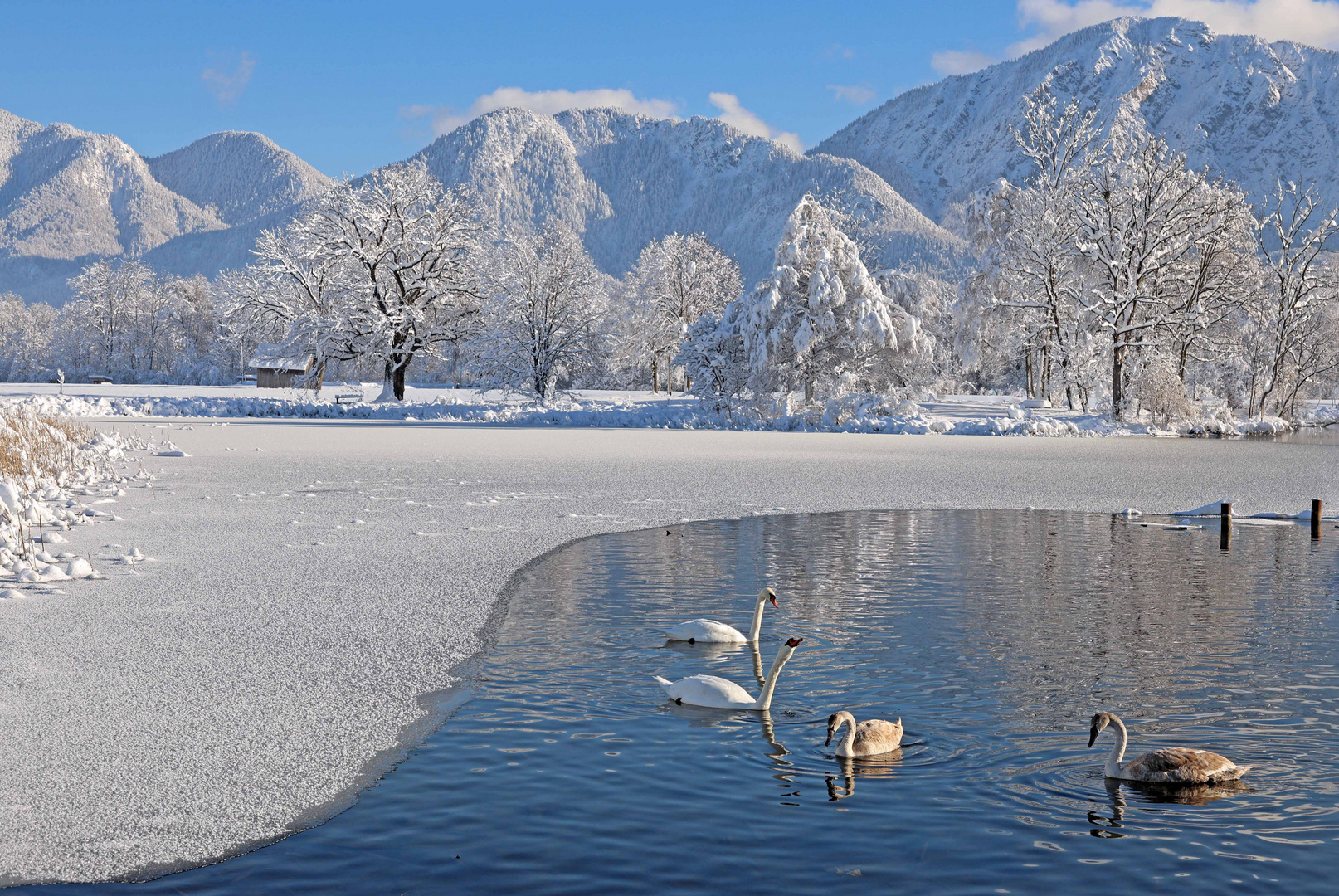 Familie Schwan...