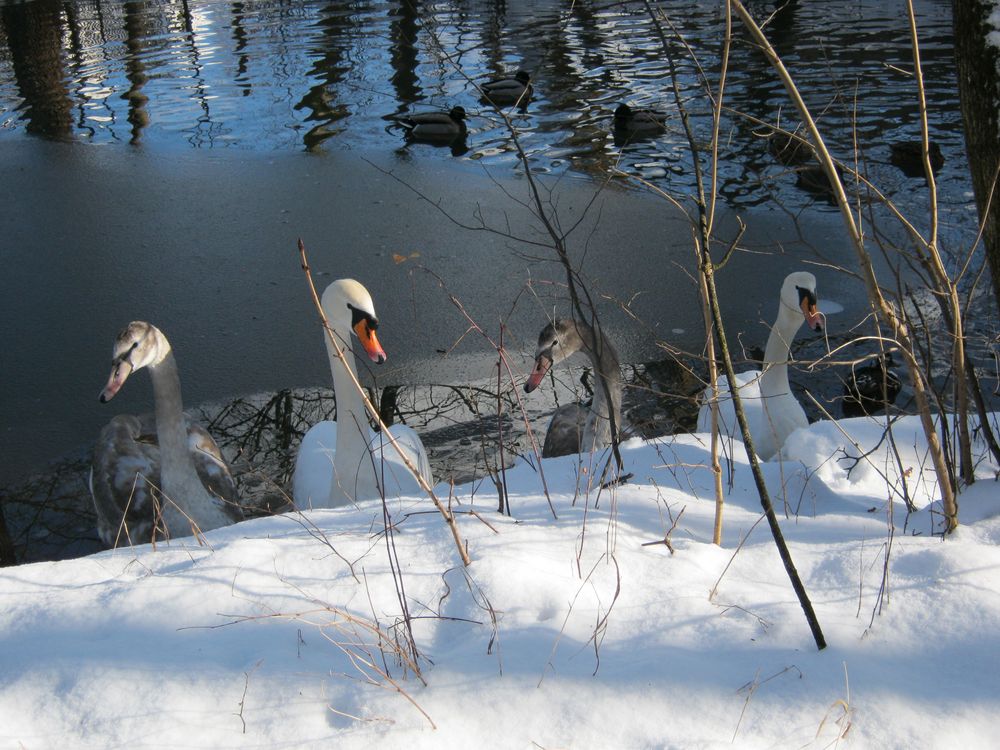 Familie Schwan