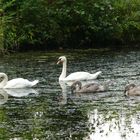 Familie Schwan