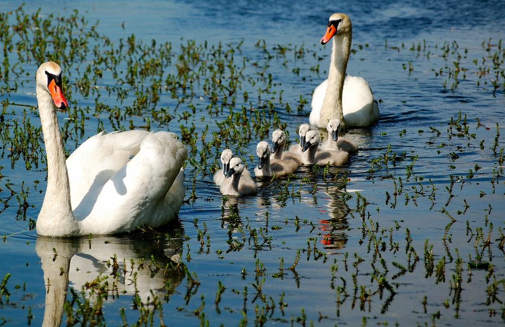 Familie Schwan