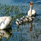 Familie Schwan