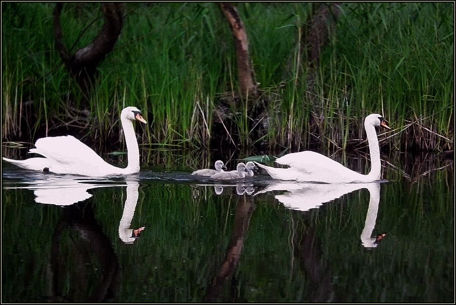 Familie Schwan