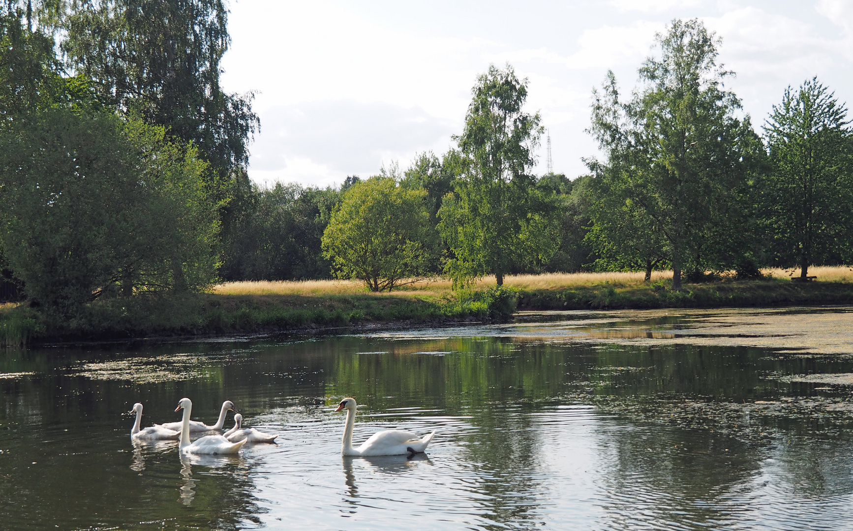 Familie Schwan