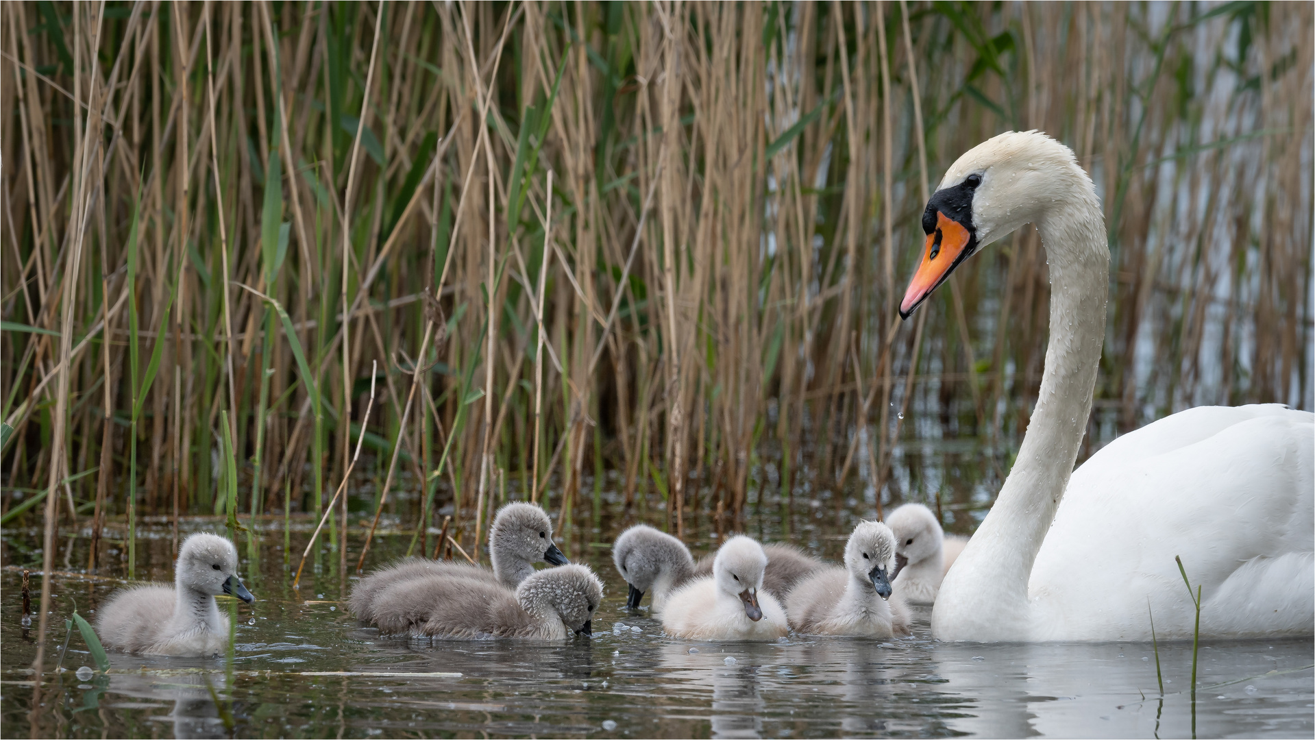 Familie Schwan