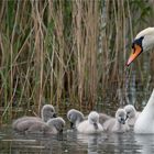 Familie Schwan