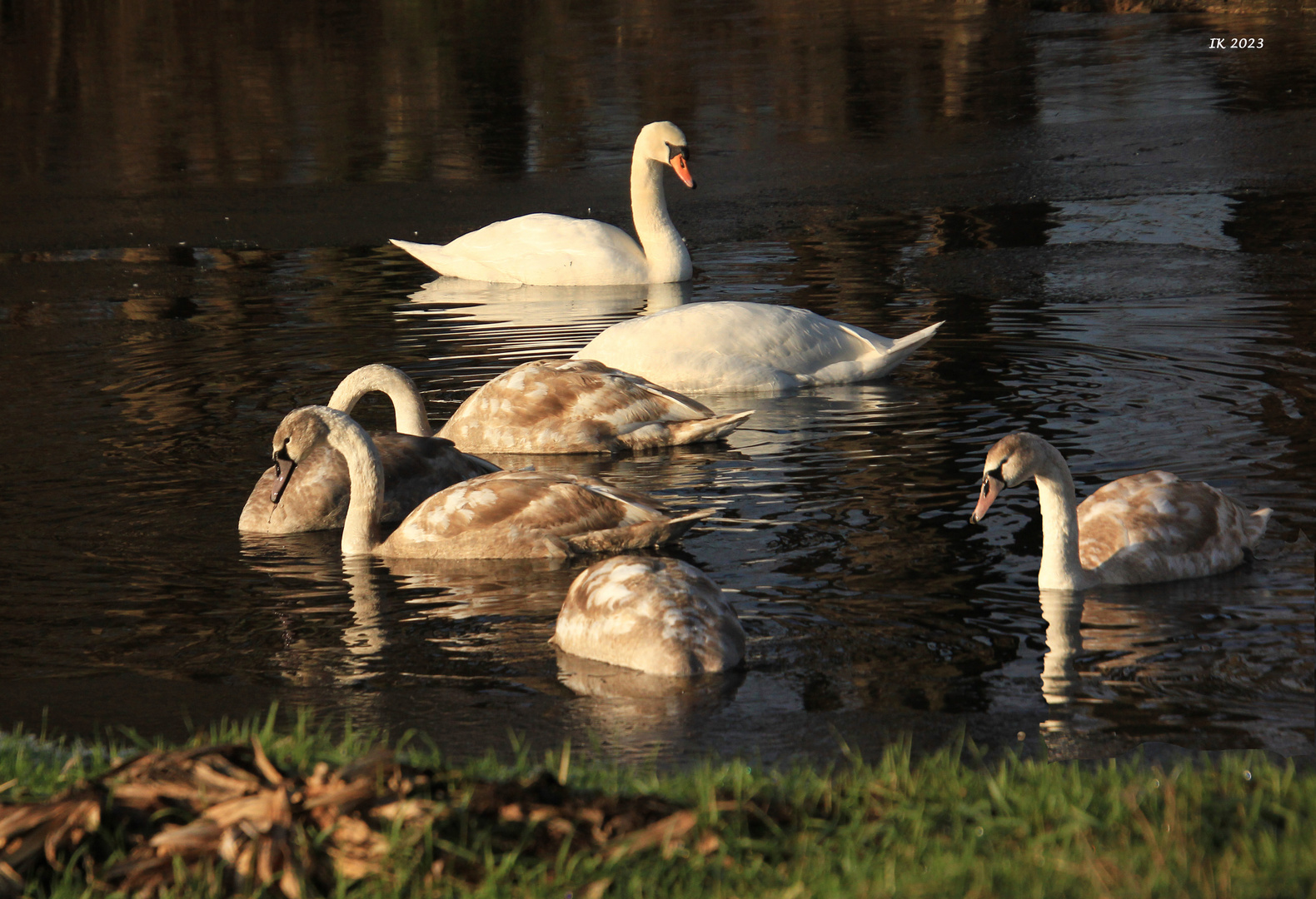 Familie Schwan.....