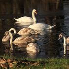 Familie Schwan.....