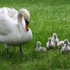 Familie Schwan