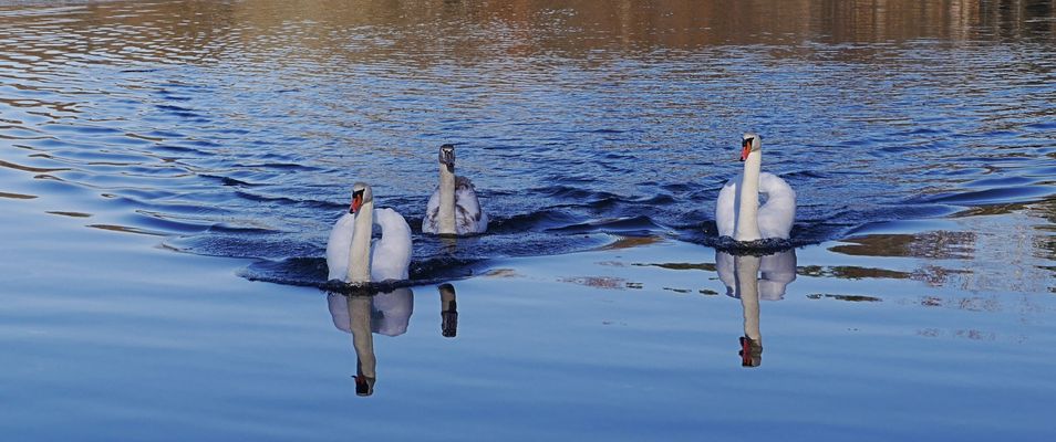 Familie Schwan