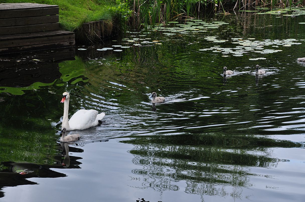 Familie Schwan auf Ausflug