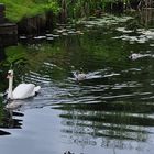 Familie Schwan auf Ausflug