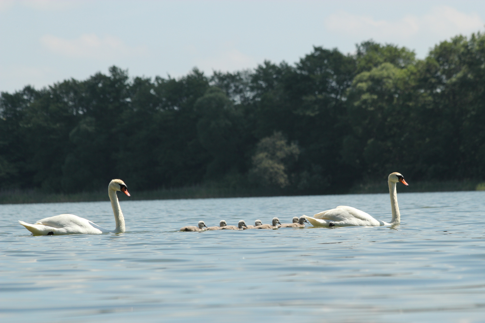 Familie Schwan auf Camminer See