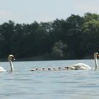 Familie Schwan auf Camminer See