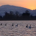 Familie Schwan auf dem Heimweg