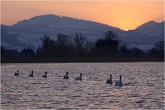 Familie Schwan auf dem Heimweg