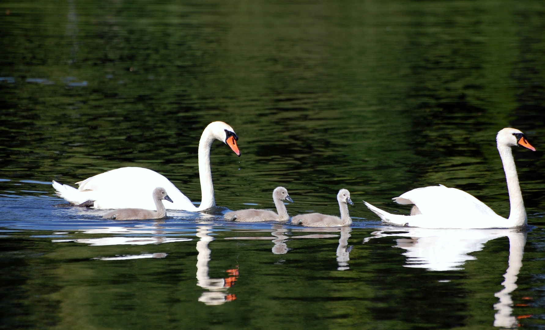 "Familie Schwan auf dem Main"