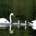 "Familie Schwan auf dem Main"