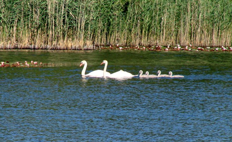 familie schwan auf dem weg zum frühstück