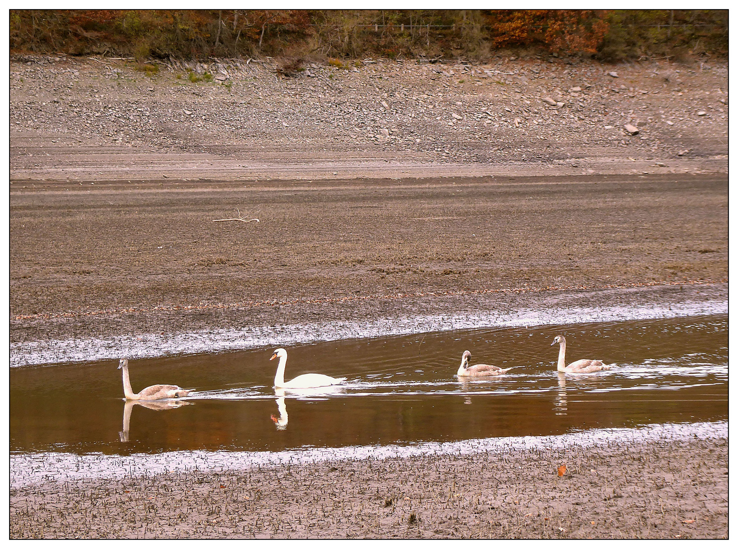 Familie Schwan auf Futtersuche