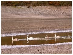 Familie Schwan auf Futtersuche