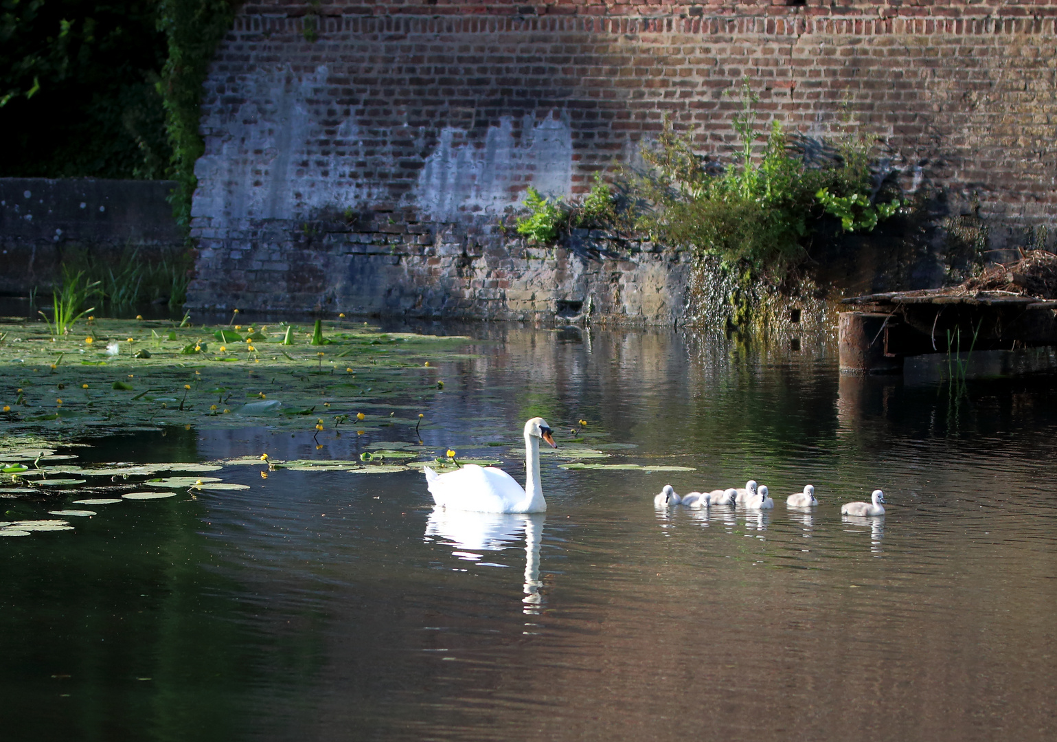 Familie Schwan