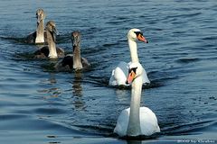 Familie Schwan