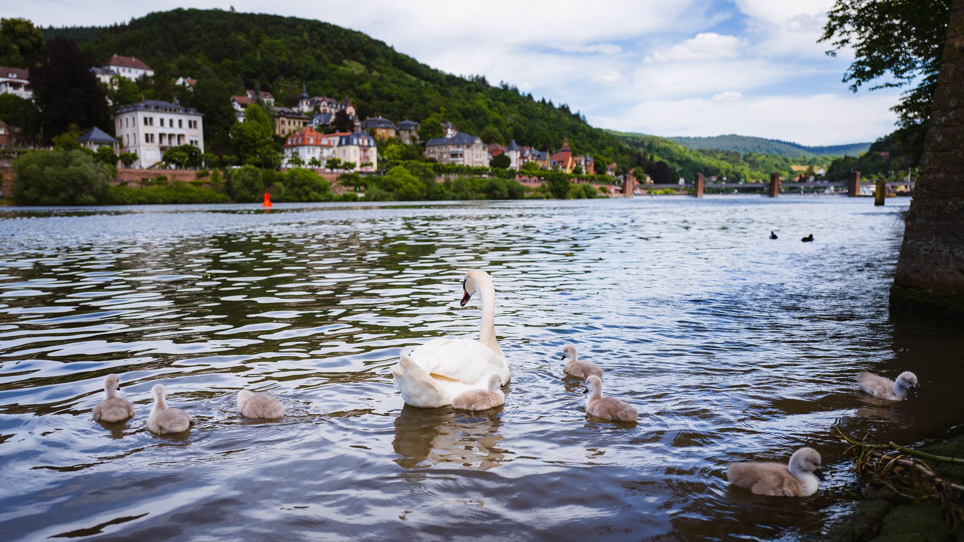 Familie Schwan