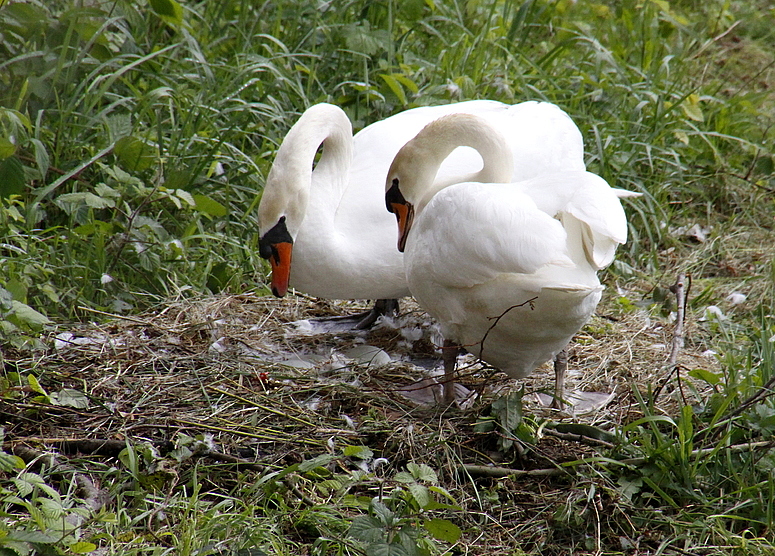 Familie Schwan: bald sind wir zu dritt Schatzi