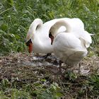 Familie Schwan: bald sind wir zu dritt Schatzi