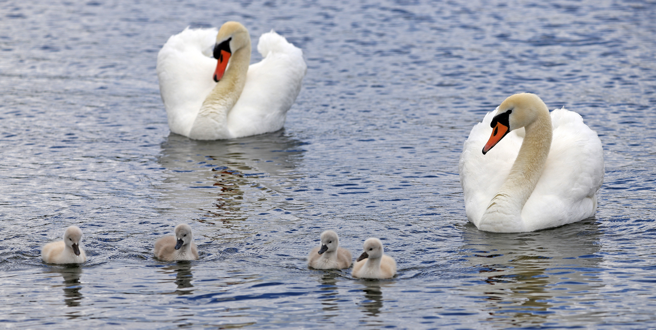 Familie Schwan 