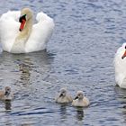 Familie Schwan 