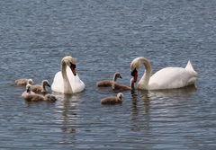 Familie Schwan bei der Suche nach Futter