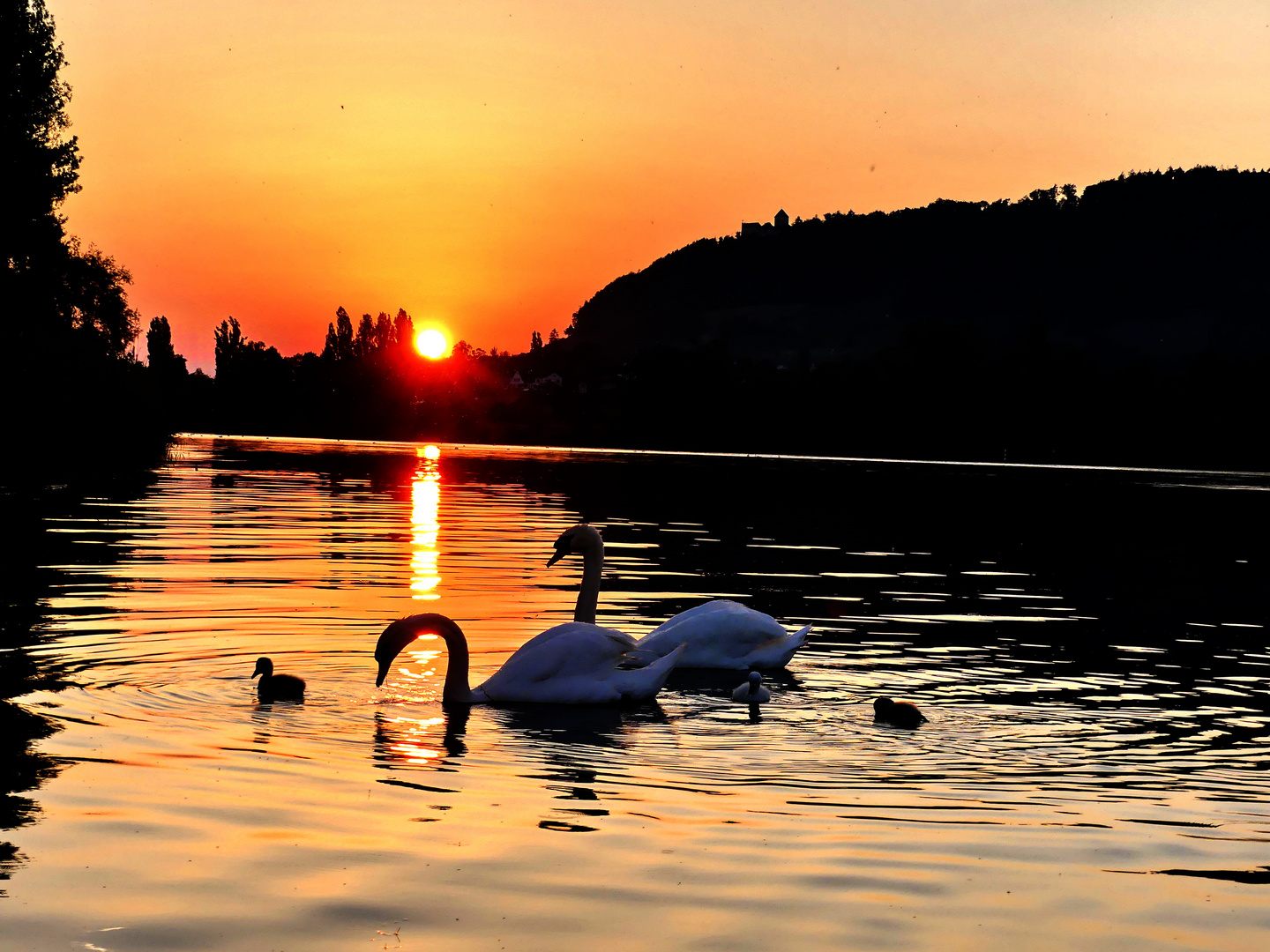 Familie Schwan beim Abend(B)Rot