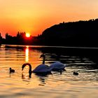 Familie Schwan beim Abend(B)Rot