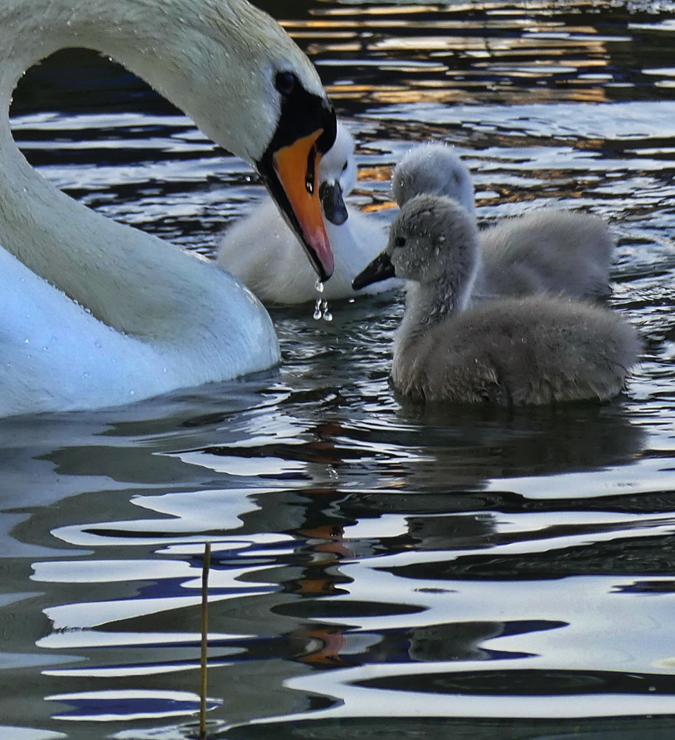 Familie Schwan beim AbendB()Rot