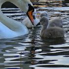 Familie Schwan beim AbendB()Rot