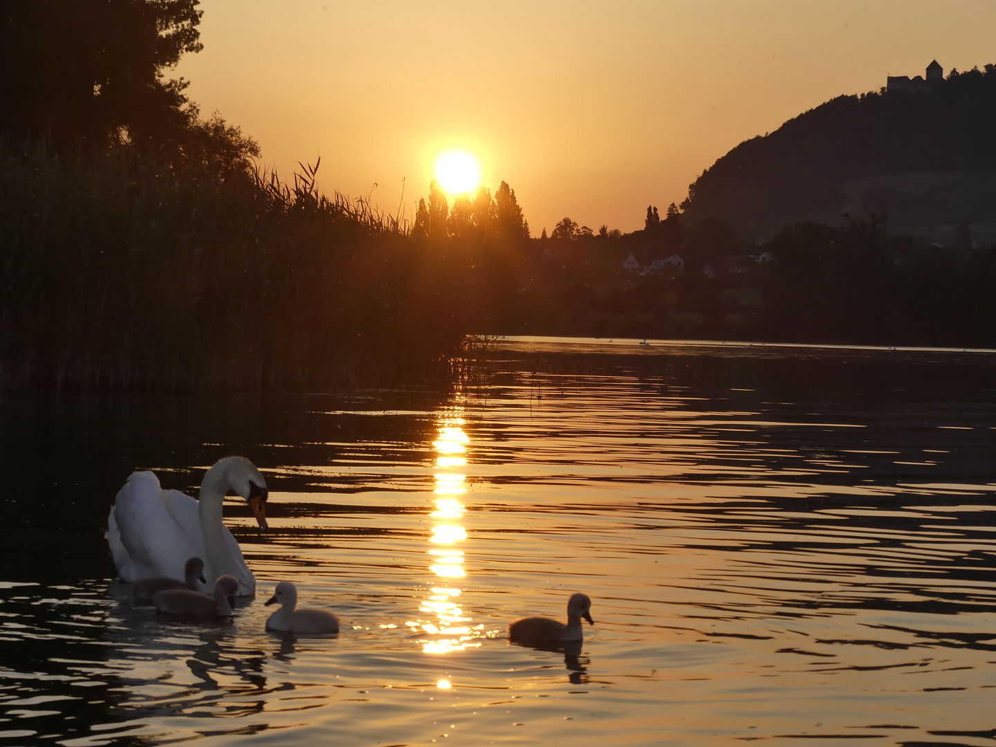 Familie Schwan beim Abend(B)Rot