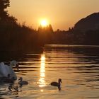 Familie Schwan beim Abend(B)Rot