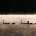 Familie Schwan beim Frühschwimmen